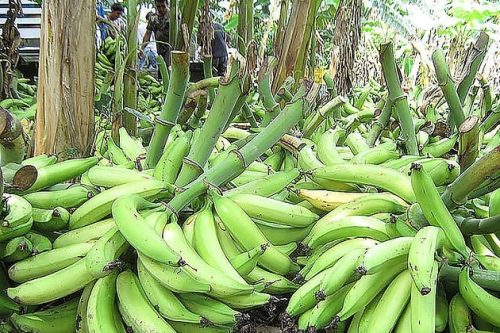 productores-agrarios-lamento-llanero