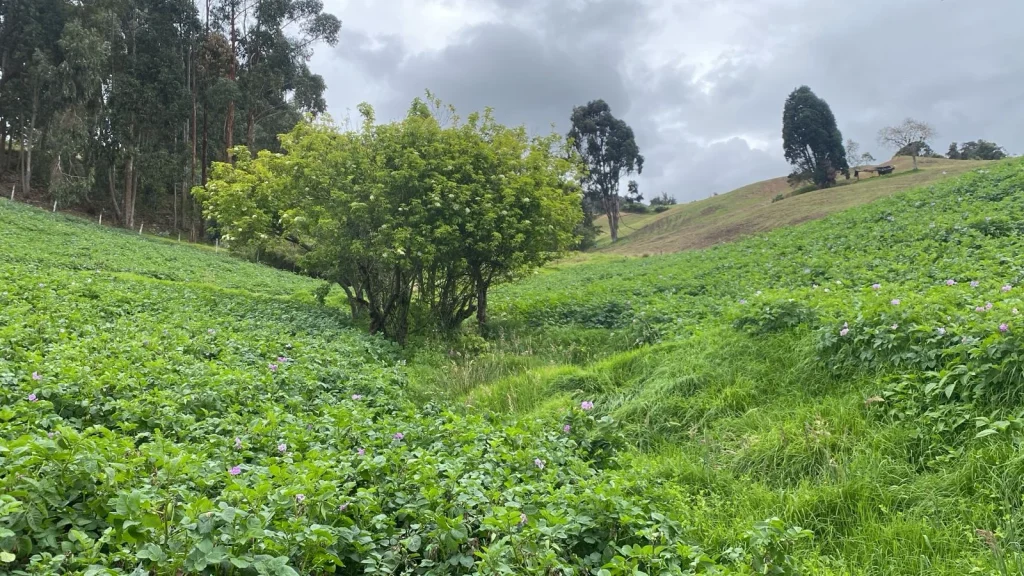 CAR suspende actividades agrícolas en Cogua