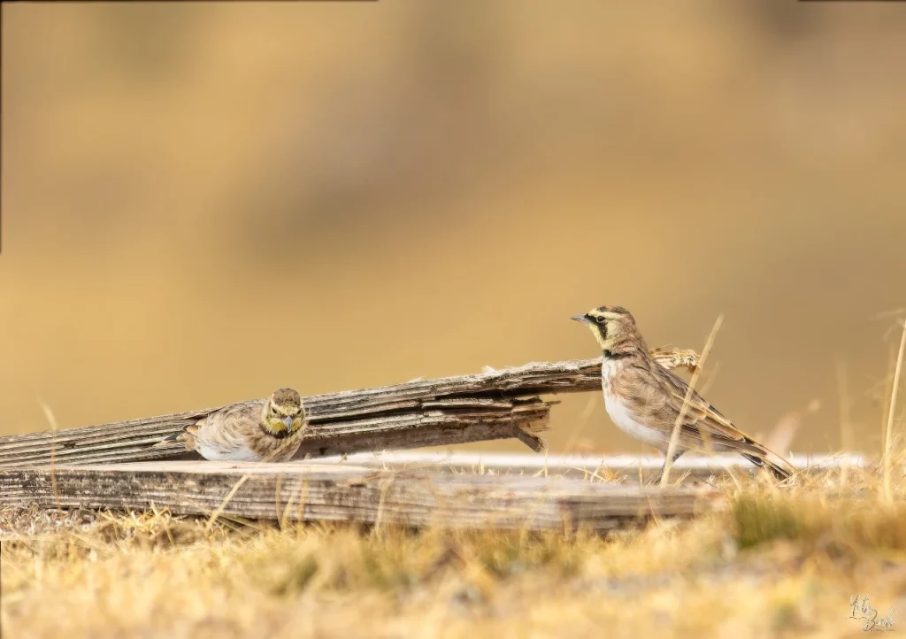 descubrimiento-alondra-cornuda-soacha-hallazgo-crucial-biodiversidad