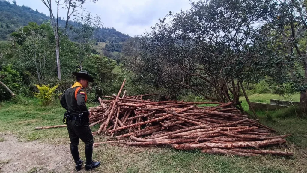 CAR y Policía desmantelan foco de deforestación y capturan a taladores en el bosque seco tropical de Fusagasugá