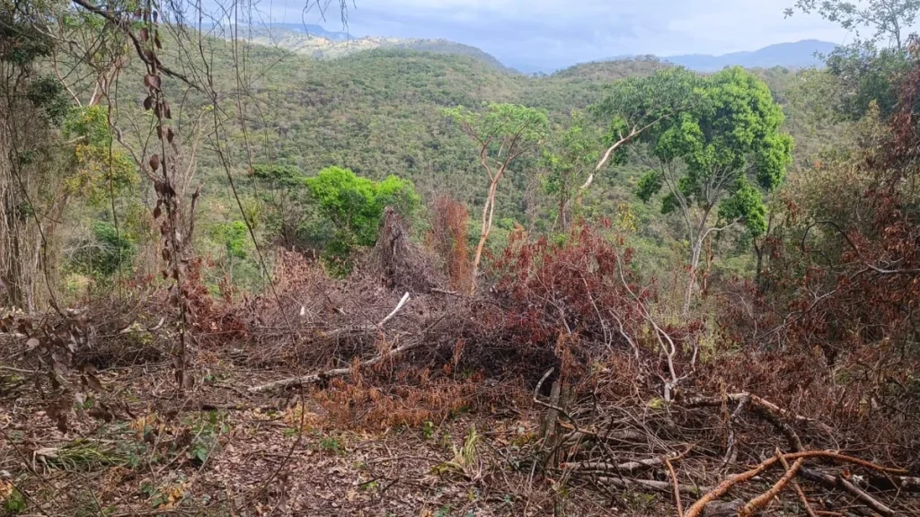 CAR y Policía desmantelan foco de deforestación y capturan a taladores en el bosque seco tropical de Fusagasugá