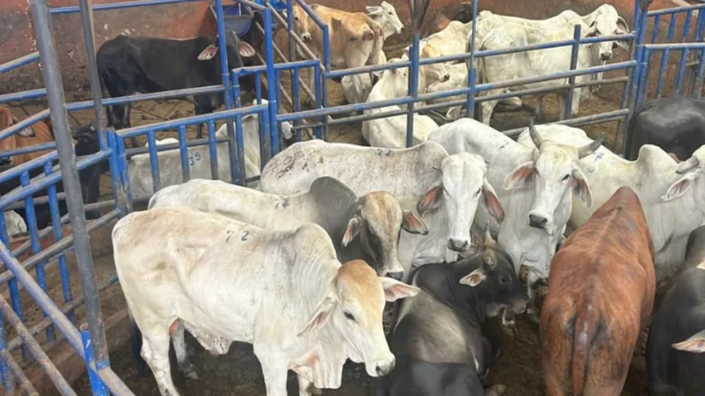 La Secretaría de Hacienda de Cundinamarca instala circuito de cámaras en frigoríficos para blindar el recaudo del impuesto al degüello y combatir la evasión fiscal