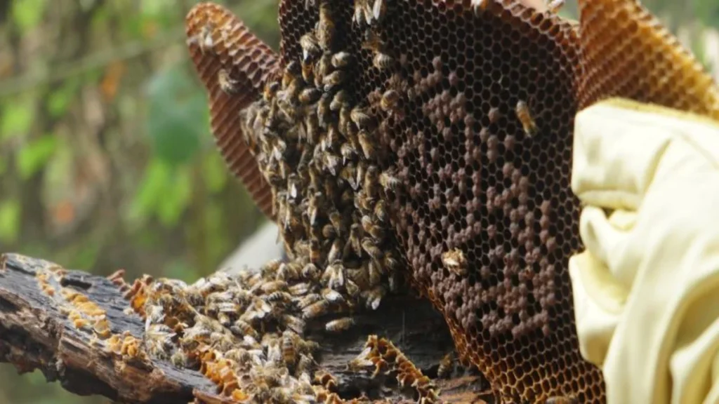 Cáqueza: Capacitación apícola en campo impulsa el rescate y bienestar de las abejas