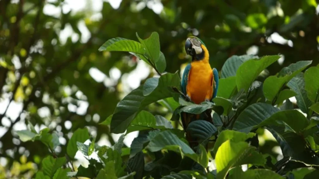 Gobernación de Cundinamarca refuerza controles contra el tráfico ilegal de fauna silvestre