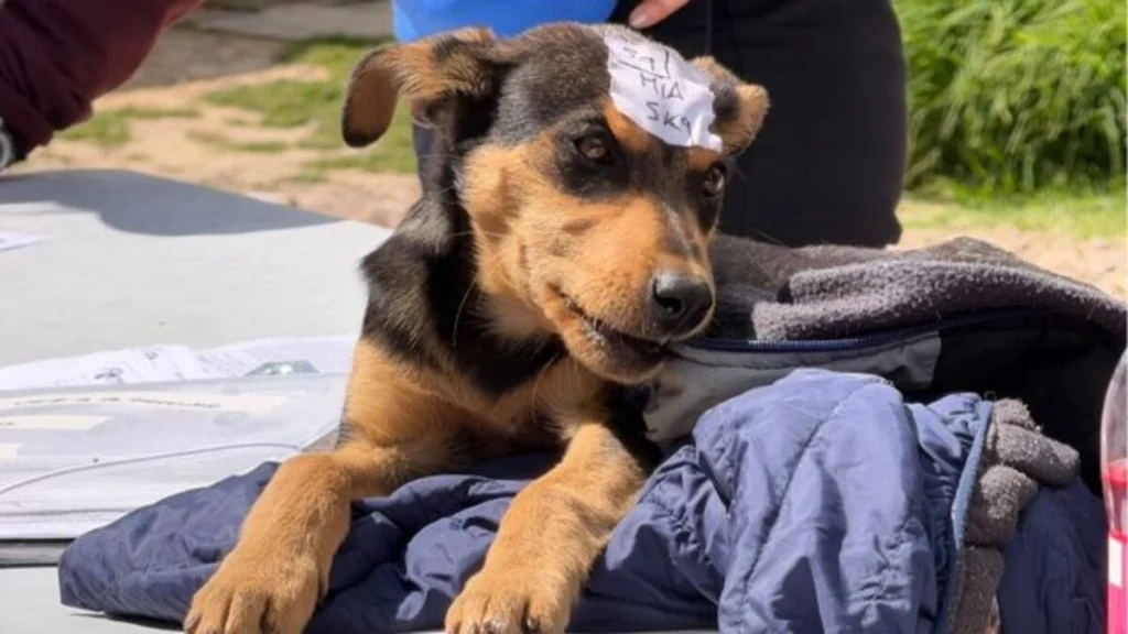 soacha-bienestar-animal