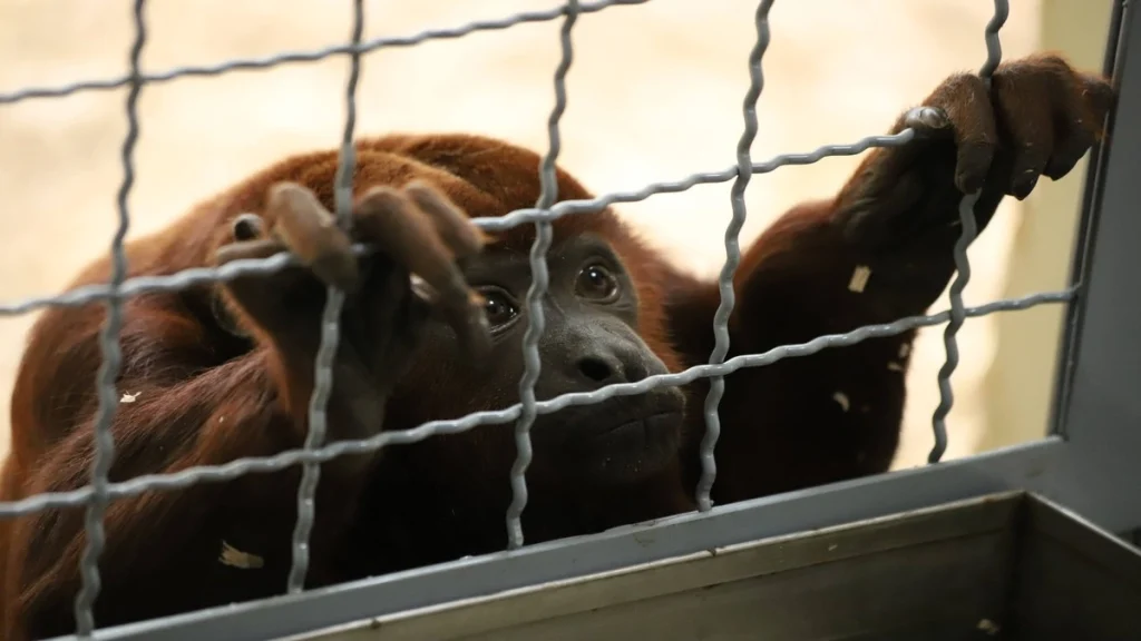 car-alerta-ano-especies