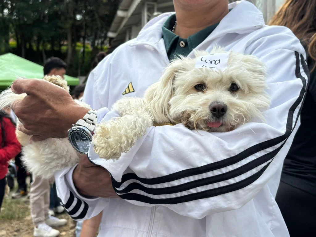 Fusagasugá lidera jornada masiva de bienestar animal y lanza campaña de conciencia navideña