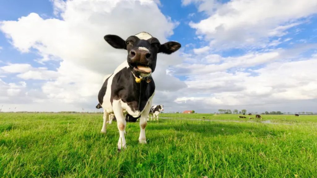 vaca-orgullo-latinoamerica