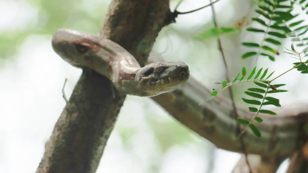 car-campana-cundinamarca