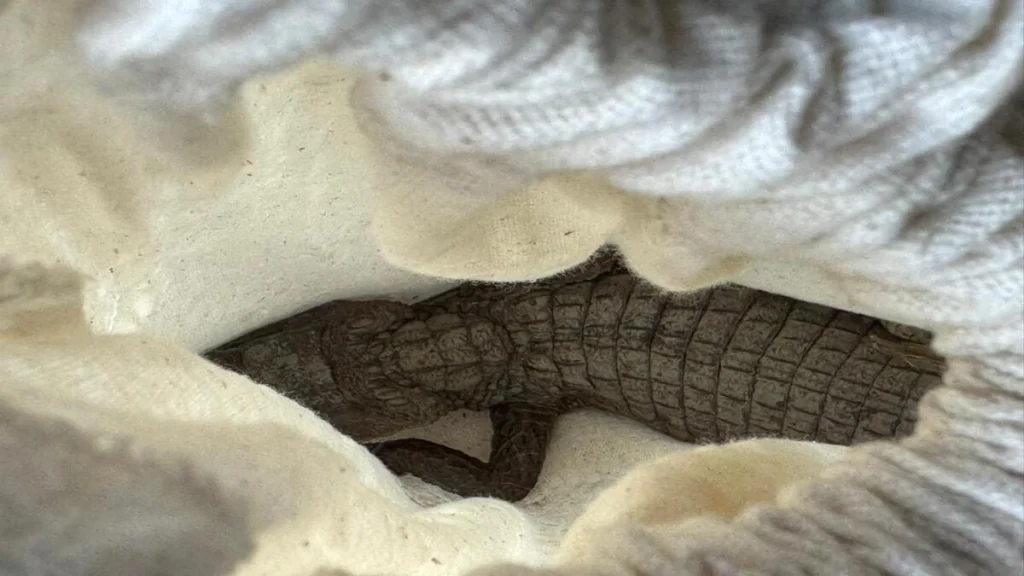 operativo-car-pacho-fauna