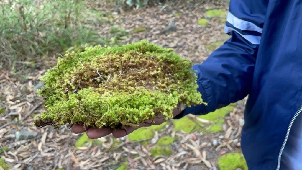 car-cerros-musgo-navidad