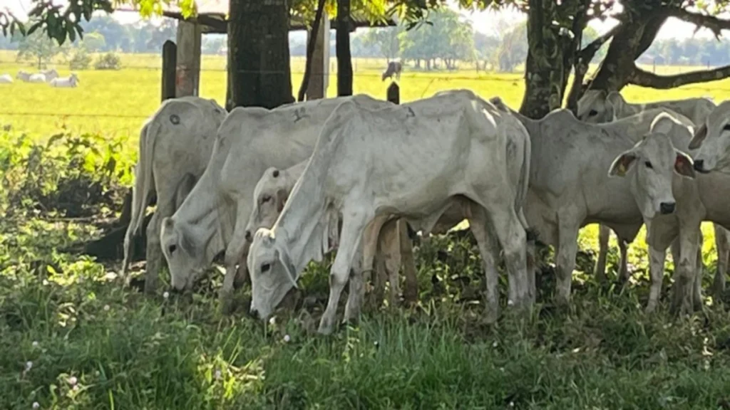Cundinamarca impulsa la ganadería sostenible con $1.500 millones y busca reducir 2.1 millones de kilos de CO₂