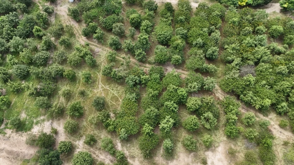 car-arboles-magdalena