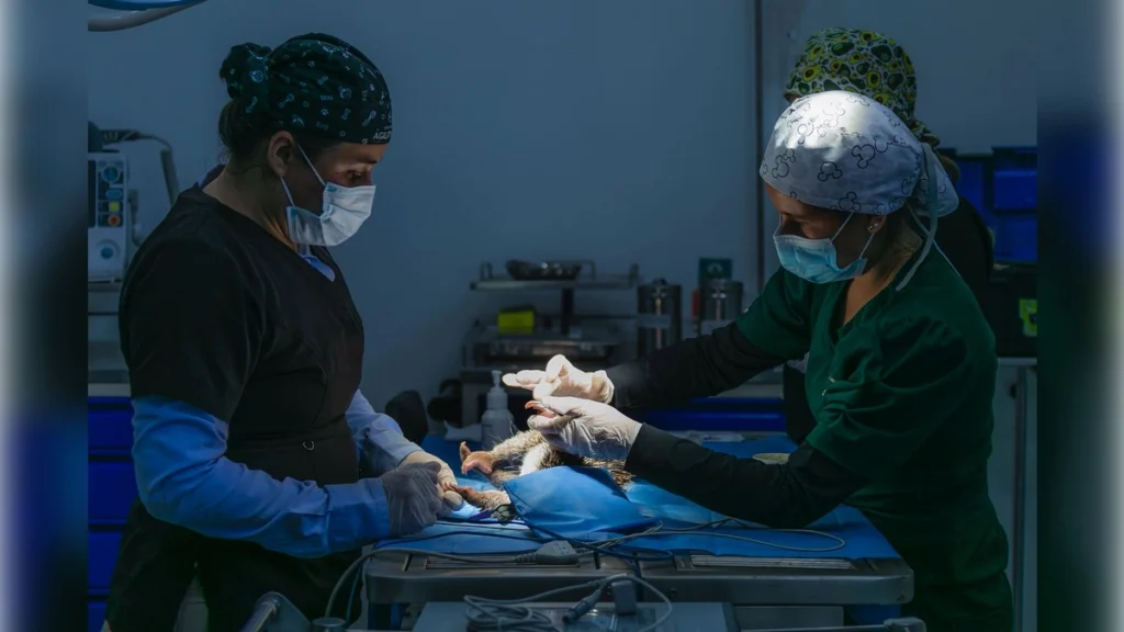 cav-balance-proteccion-fauna