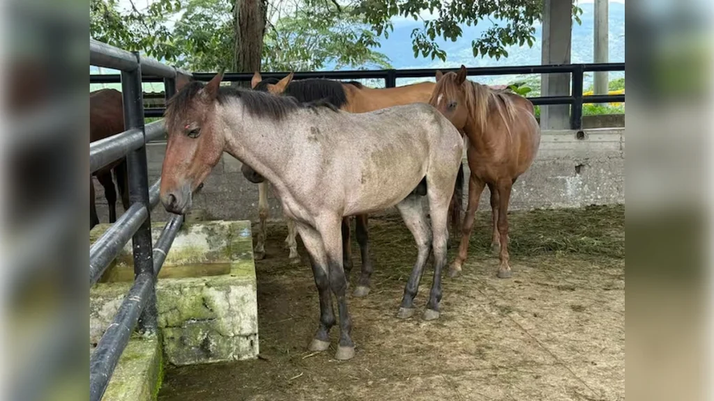 fusagasuga-evolucion-equinos